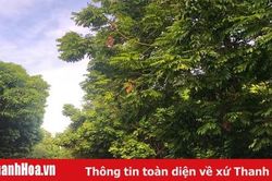 Sấu - Những chiếc 'khuy áo' bé xinh của bầu trời