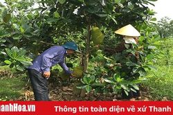 Xã Hoằng Khánh thực hiện nhiều giải pháp nâng cao thu nhập người dân
