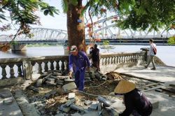 Kinh tế Kinh tế Bảo vệ cây phượng cổ thụ bên chân cầu Trường Tiền