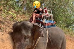 Đăng ảnh voi mệt lả tựa vào vách đất, cô gái Việt kêu gọi 'tẩy chay' dịch vụ cưỡi voi