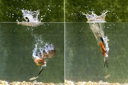 Chim bói cá lao 'chóng mặt' săn mồi, thế mà đành bẽ bàng...