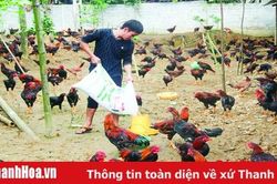 Phát triển chăn nuôi theo hướng an toàn sinh học