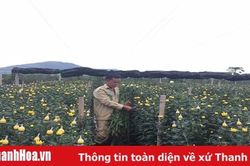 Hiệu quả trồng hoa trái vụ ở phường Đông Cương, TP Thanh Hóa