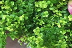 Bất ngờ sự thực cây tai chuột phổ biến ở Việt Nam