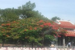 Cháy mãi màu hoa đỏ Trường Sơn