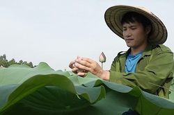 Bỏ phố về quê, chàng cử nhân trồng chè sen bán 10 triệu/kg ở Thái Nguyên