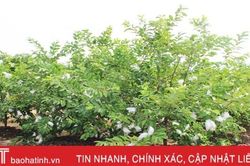 Rời quân ngũ, bắt tay làm vườn mẫu cho thu nhập cao ở Nghi Xuân