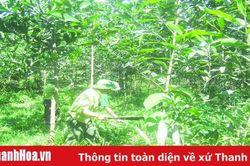 Thực hiện đồng bộ các biện pháp giữ rừng mùa nắng nóng
