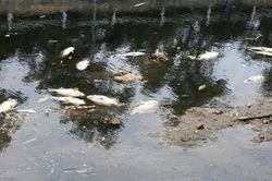 Nước sông Tô Lịch trở lại màu đen, xuất hiện cá chết hàng loạt