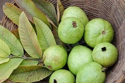 Lá ổi có thể ngăn ngừa được cả bệnh ung thư?