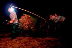 Nông dân Thanh Hóa ra đồng từ 2h sáng để thu hoạch cói