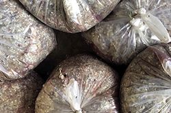 Thương lái bí hiểm tranh mua vảy cá giá cao tại miền Tây
