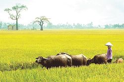 Cánh đồng sau vụ gặt