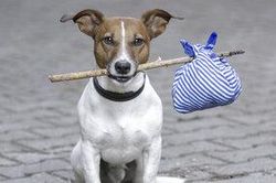 Những 'con sen' có thể tìm được thú cưng thất lạc của mình bằng vân mũi