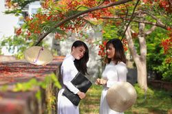 Mùa hoa phượng đỏ rực thành phố bên sông Hàn