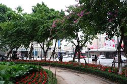 Cận cảnh những tuyến phố với hàng cây xanh mướt làm đẹp Thủ đô