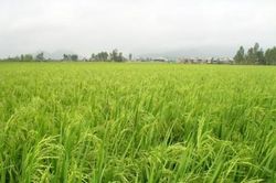 Quy định mới về quản lý, sử dụng đất trồng lúa