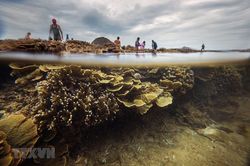Đến Hòn Yến của Phú Yên để ngắm san hô biển tuyệt đẹp