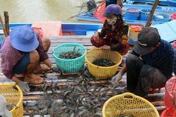Cà Mau tăng sản lượng tôm, hướng tới kim ngạch xuất khẩu 1,2 tỷ USD