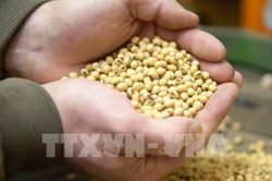 Thời tiết nóng và dự trữ thấp đẩy giá nông sản Mỹ tăng cao