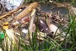 Xác lợn thối rữa trên kênh thủy lợi ở vùng dịch tả lợn châu Phi