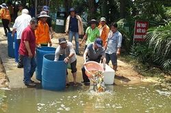 Hơn một tấn cá giống được thả xuống rạch Chiếu