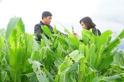 15.000ha bắp bị sâu keo mùa thu phá hoại