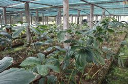 Bảo tồn các nguồn gen thảo dược và nhân sâm quý ở Nghệ An