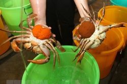 Nông dân phấn khởi nhờ giá nhiều loại hải sản không ngừng tăng cao