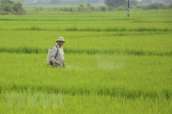 Nhiều diện tích lúa ở Thừa Thiên-Huế bị sâu bệnh gây hại