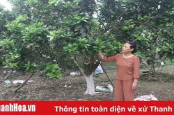 Người cao tuổi huyện Thiệu Hóa thi đua làm kinh tế giỏi