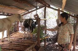 'Đàn dê thoát nghèo' giúp nông dân vượt khó