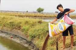 Kinh tế Kinh tế Chàng trai nuôi cá vượt lũ
