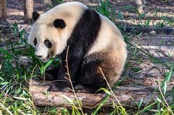 Du khách ném đá gấu trúc Bắc Kinh khiến cộng đồng mạng phẫn nộ