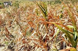 Nắng nóng kéo dài ở Nghệ An làm thiếu hụt thức ăn chăn nuôi