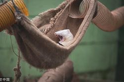 Chồn sương vứt bỏ hình tượng xinh đẹp, 'bơ' cả thế giới để ngủ