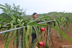 Lão nông vùng đất đồi Nghệ An thu hàng trăm triệu đồng mỗi năm từ thanh long ruột đỏ