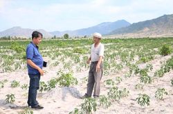 Thăng trầm cây mía-Kỳ 2: Luẩn quẩn 'chặt-trồng, trồng-chặt'