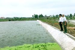 Yên Mô: Nuôi cá trên ao nổi cho hiệu quả kinh tế cao