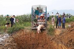 Yên Lập tăng cường biện pháp khống chế dịch tả lợn Châu Phi