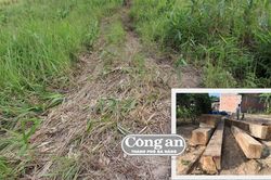 Kiểm tra, xử lý vụ khai thác rừng trái phép tại Kông Chro