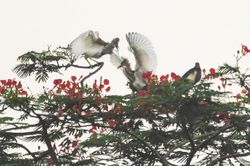 Vũ điệu của cò