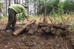 Phát hiện gần 400 khúc gỗ chôn lấp trên khu rừng mới bị phá