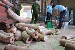 Điều tra môi trường quốc tế: Việt Nam thất bại trong đấu tranh buôn bán ĐVHD