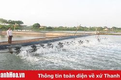 Huyện Nông Cống: Sản lượng nuôi trồng thủy sản đạt 1.329 tấn