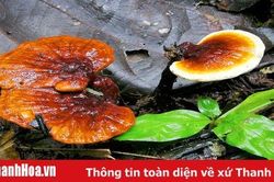 Tác dụng của nấm lim xanh