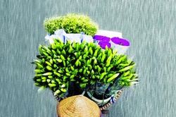 Nhiếp ảnh và tiếng nói của hòa bình