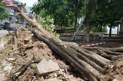 Hành trình 'chuyển nhà' cho hoa sữa từ Hồ Tây lên bãi rác Nam Sơn