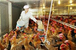 Thời cơ để tái cơ cấu mạnh mẽ ngành chăn nuôi