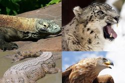 Top 9 loài động vật săn mồi đáng sợ nhất thế giới tự nhiên